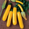 Seeds Zucchini Yellow Heirloom Vegetable for Planting Non GMO