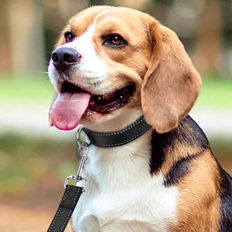 Dog Leads for Small Medium Dogs | Double Sided Reflective