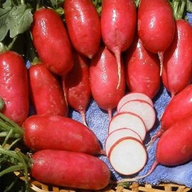 Lady Slipper Radish Seeds - 4 g Packet ~300 Seeds - Heirloom Garden Seeds, Non-GMO - Vegetable Gardening and Micro Radishes - Pink Radish