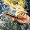 Fishing Lure | Multi-Joint Baits for Angling | Compact Multi-Joint