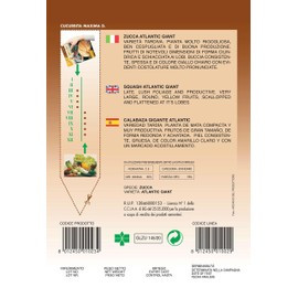 Heirloom Pumpkin - Atlantic Giant