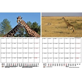 Giraffe Magic Planner DIN A4 Calendar for 2025 Giraffes Gift Set Contents: 1 x Calendar, 1 x Christmas Pendant, 1 x Greeting Tag (3 Pieces Total)
