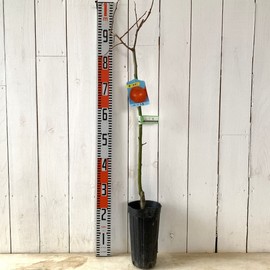Sweet Persimmon Sapling Taiho (PVP) 4.7 inches (12 cm) Long Pot Seedlings, Taiho Oyster Seedlings, Oyster Seedlings, Registered Varieties