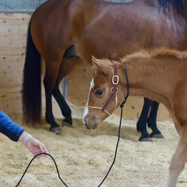 Weaver Leather Kalley Krickeberg Horseman`s Leather Foal Halter