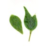 GOARTEA Ku Ding Tea 100g / 3.5oz Premium Kuding Tea