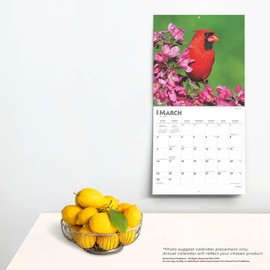 Cardinals | 2025 12 x 24 Inch Monthly Square Wall Calendar | Plastic-Free | BrownTrout | Animals Wildlife Red Birds