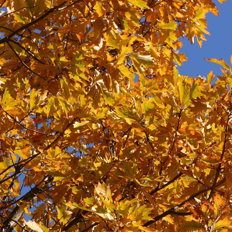 Generic Swamp White Oak, Long-Living, Shade Tree, Acorn Producing, 1