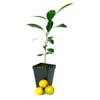 Calamondin Orange Tree - XL. Citrus mitis. 6" - 10"