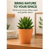 16-Pack Mini Terracotta Pots for Succulents & Cactus – 1.8-Inch