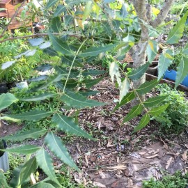 NEEM 4 oz Fresh Neem stems with leaves.  Picked fresh free shipped