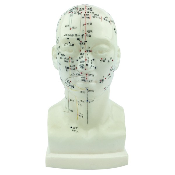 Acupuncture Human Head Model 9'' Height