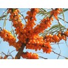 Stockholm Organic 100 Percent Organic Sea Buckthorn Juice, orange, 500