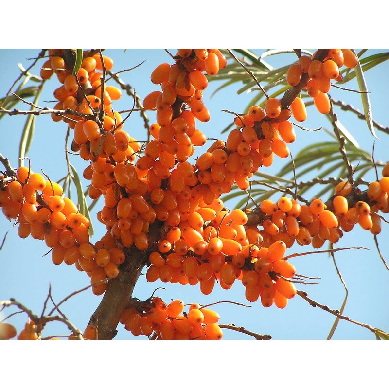 Stockholm Organic 100 Percent Organic Sea Buckthorn Juice, orange, 500