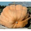 Dill's Atlantic Giant Pumpkin Seeds - These are The Record