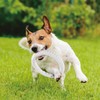 GiGwi Pop Pal Ring Dog Toy