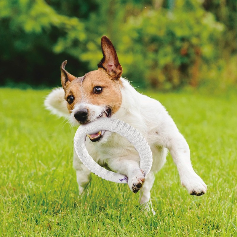 GiGwi Pop Pal Ring Dog Toy