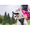 Neewa Hiking Dog Harness