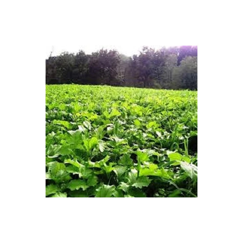 Feeders Outdoors 10 Lbs Deer Hunters FALL DEER FOOD PLOT