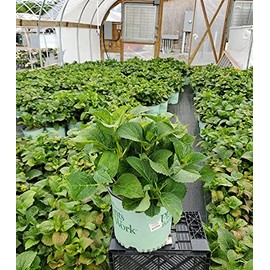Live plant from Green Promise Farms Hydrangea mac. Cherry Explosion (Big Leaf) Shrub, 3-Size Container, red to Lavender Flowers