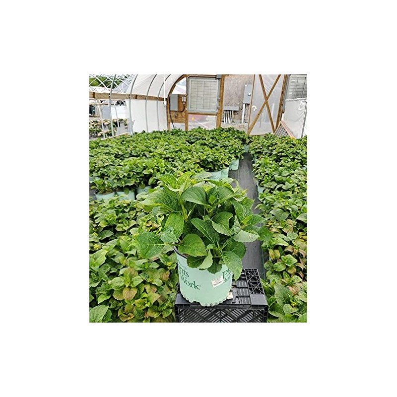 Live plant from Green Promise Farms Hydrangea mac. Cherry Explosion
