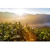 Cafe Don Pedro Low Acid Instant Coffee - Stomach Friendly,