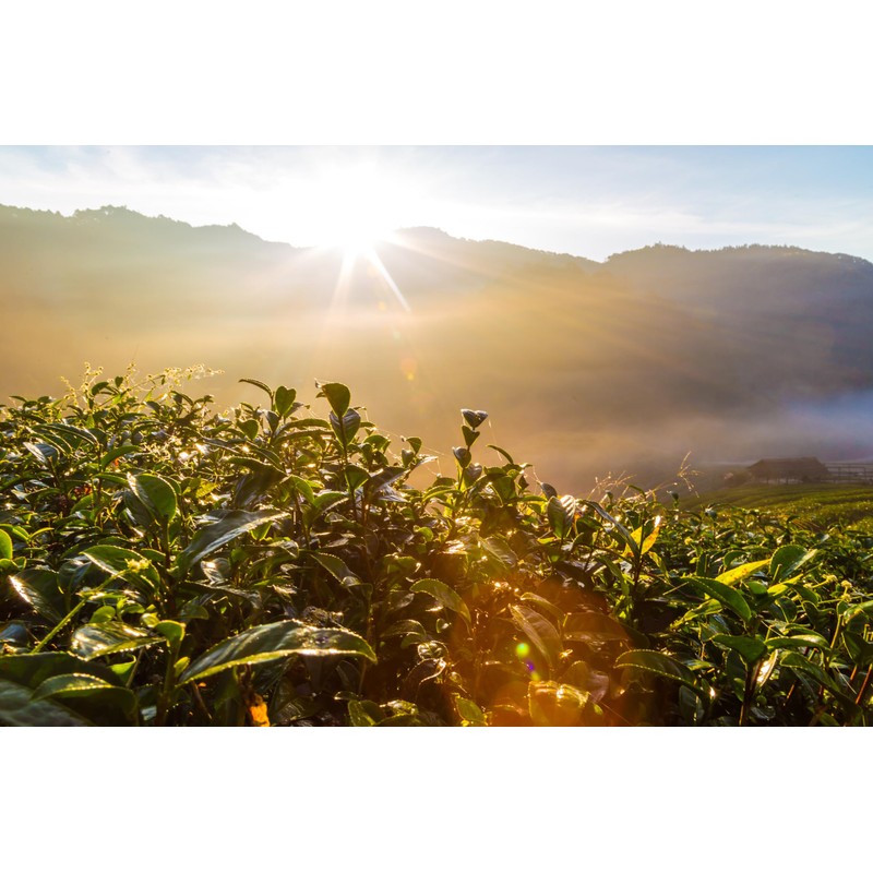 Cafe Don Pedro Low Acid Instant Coffee - Stomach Friendly,