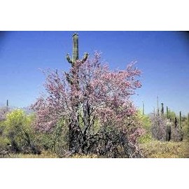 Generic Desert Ironwood Tree Seeds - Olneya tesota - 5 Seeds, pale green w/ violet flowers