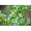 Dried Avocado Leaves, Hojas de Aguacate Seco, Avocado Leaves Tea: