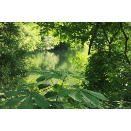 Badedas Type Premium Fragrance Oil, 16 Oz. Bottle