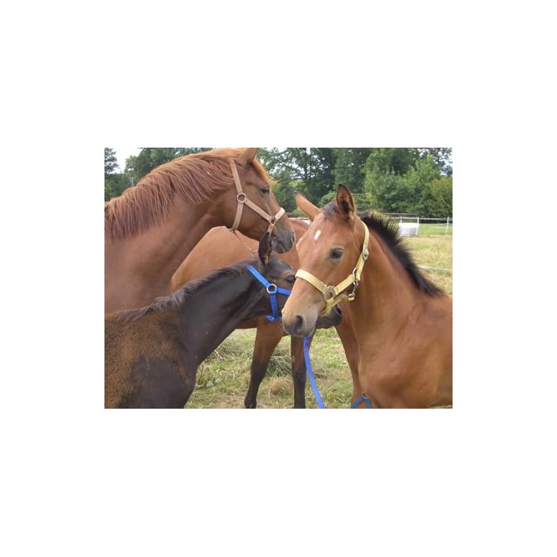 Amesbichler Reitsport Breastplate with Martingale 1A *