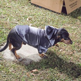 BEAUTYZOO Dog Hoodie - Soft Velour Hooded Sweater for Small/Medium Dogs, Winter Dog Clothes with Leash Hole & Pocket, Warm Puppy Hoodies for Cold Weather Indoor Outdoor, Grey M