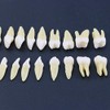 1 caja de dientes modelo dental modelo 28 piezas 1:1