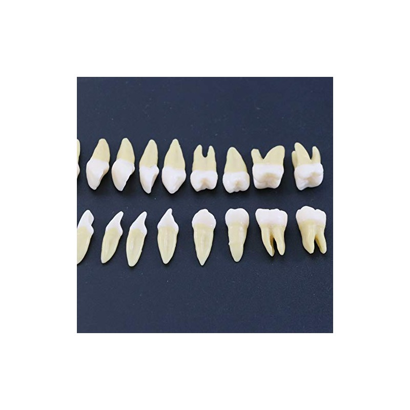 1 caja de dientes modelo dental modelo 28 piezas 1:1