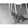 Mynwood Cat Jacket/Harness Black Watch Tartan Kitten up to 8month