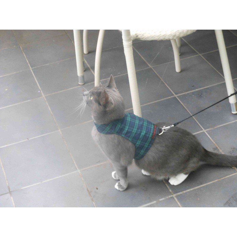 Mynwood Cat Jacket/Harness Black Watch Tartan Kitten up to 8month