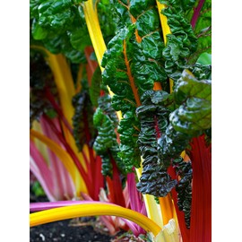 Swiss Chard Seeds- Heirloom Rainbow Mix- 100+ Seeds by Ohio Heirloom Seeds