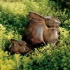 Achla Designs Moon Bunny Garden Statue, Small