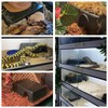 LEOTERRA Snake Hide Reptile Hide for Snake Lizard Gecko and