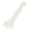 Axis Scientific Radius Bone Model | Left | Cast from