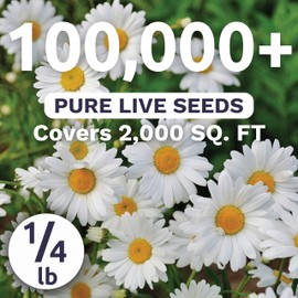 Shasta Daisy Alaska - Bulk 1/4 Pound Pouch - 100,000 Flower Seeds for Planting - Leucanthemum × superbum