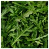 Everwilde Farms - 1 Oz Organic Arugula Herb Seeds -