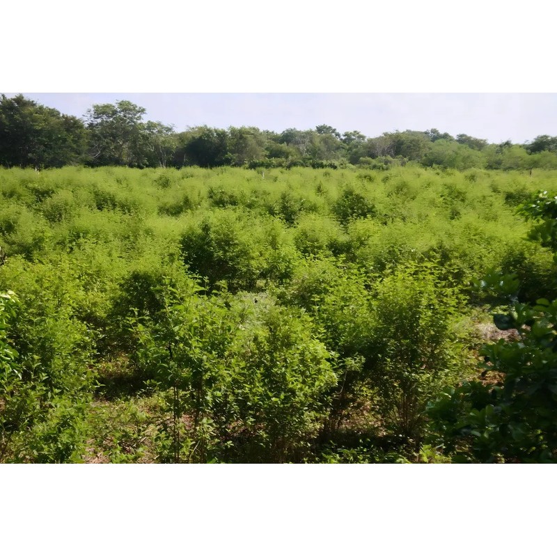 Aceite Esencial Puro De Orégano Mexicano SORÉGANO Con Jabón Pack