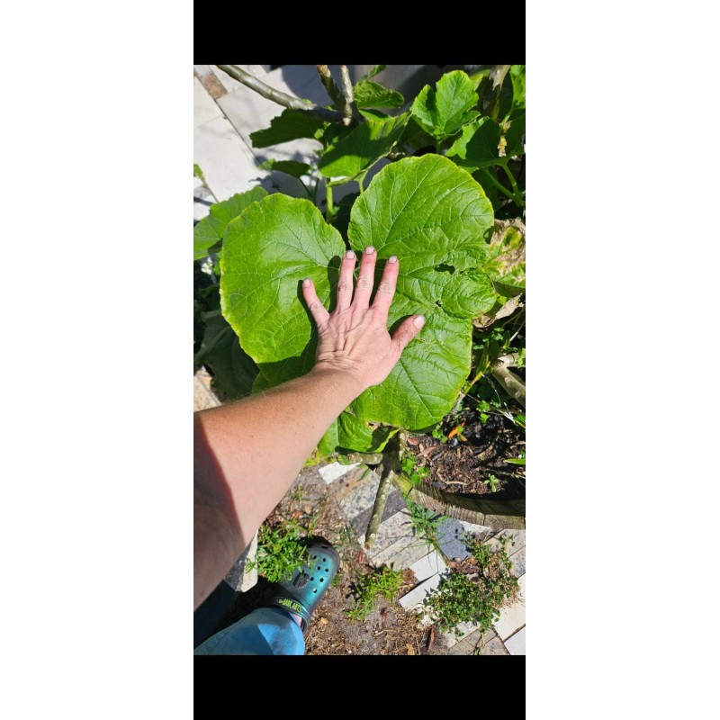 sunshine seed company Butternut Squash - Seeds - Organic -