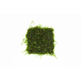 SubstrateSource Live Aquarium Plants on Driftwood, Lava Rock, Moss, Fiber Mat - Freshwater Fish Tanks - Easy, Beginner Friendly (Java Moss on Stainless Steel, (5 Pack))