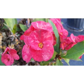 Emeralds TM Crown of Thorns Euphorbia Milii E X Lomi Thai Poysean Hybrid Pink 4 Inch Pot