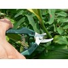ARS G Classic Replacement Blade Gardening Shears GC-SE-30