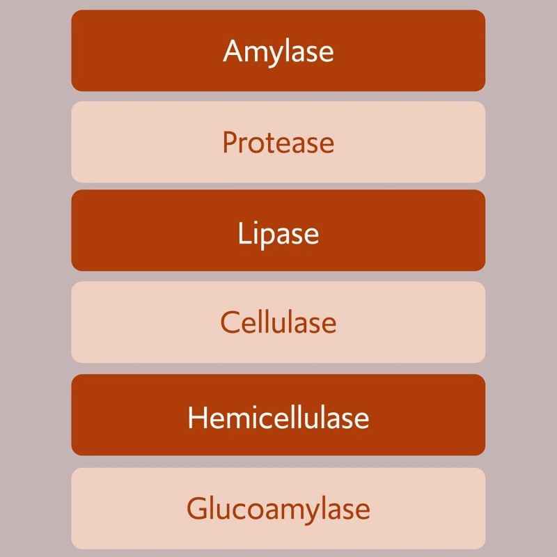 iEnzymes Bacillus B3 Probiotics - Bacillus Subtilis, Coagulans Clausii Enzymes