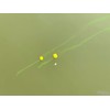 Haldorado Tornado Smoke Method Carp Bait Champion Corn Flavour 6-8mm