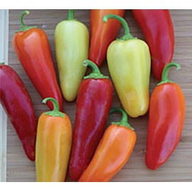Pepper Hot Santa Fe Grande Great Heirloom Vegetable by Seed Kingdom 1 Oz Seeds