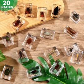 20Pcs Insect in Resin Specimen Bugs Collection Paperweights Arachnid Resin Specimen Set, Different Kind or Size Insect Specimen Bug Preserved in Resin for Teens Scientific Educational Toy, 20 Style